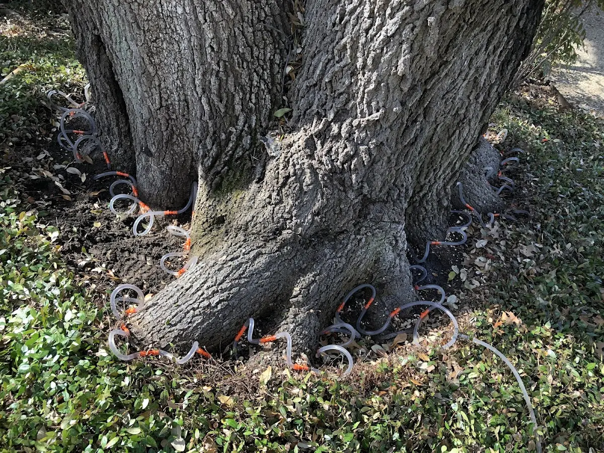 Detailed Tree Cabling and Bracing job site in Mattapan