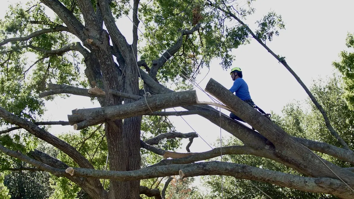 Professional Crown Thinning performed by certified arborists in Mattapan