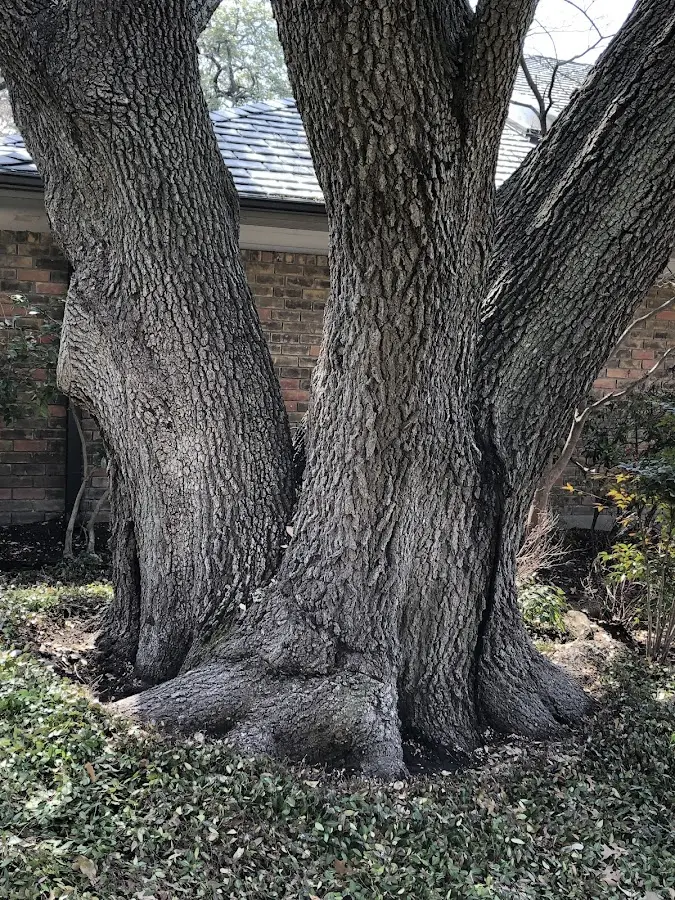 Mature heritage tree close to a Mattapan property cared for by certified arborists